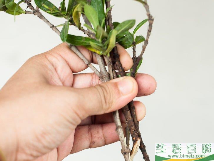 怎么制作花卉工艺品