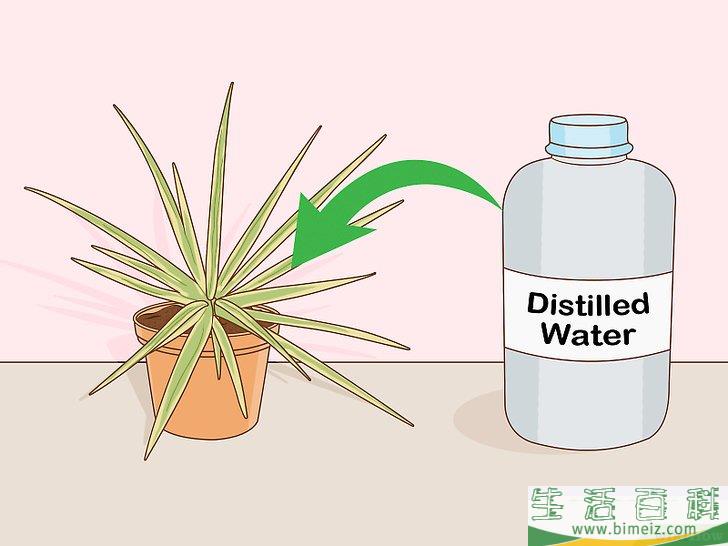 怎么养护马达加斯加龙血树