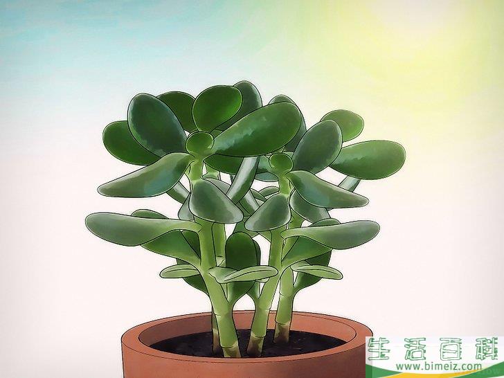 怎么种植翡翠木