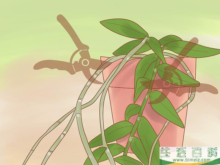 怎么照料石斛兰