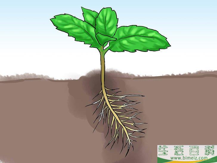 怎么在花盆里种植薄荷