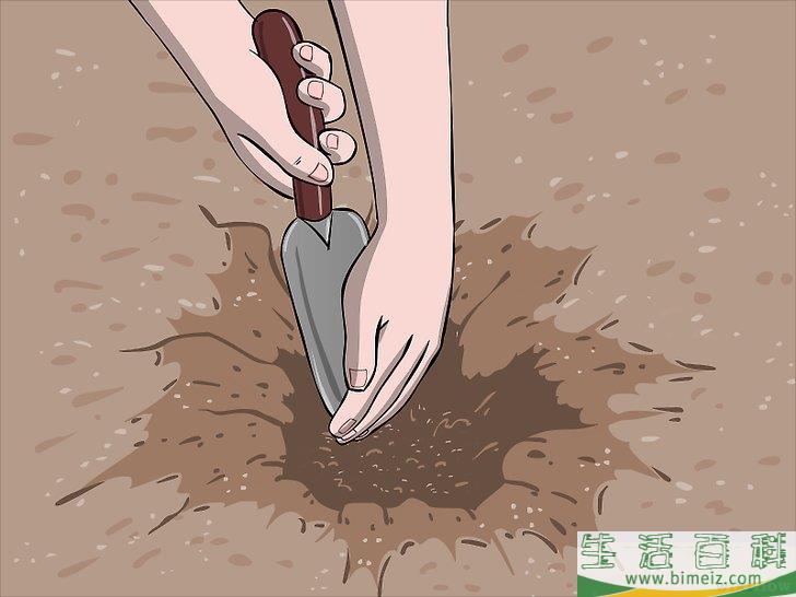 怎么种植树莓