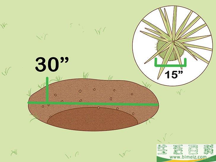 怎么养护马达加斯加龙血树