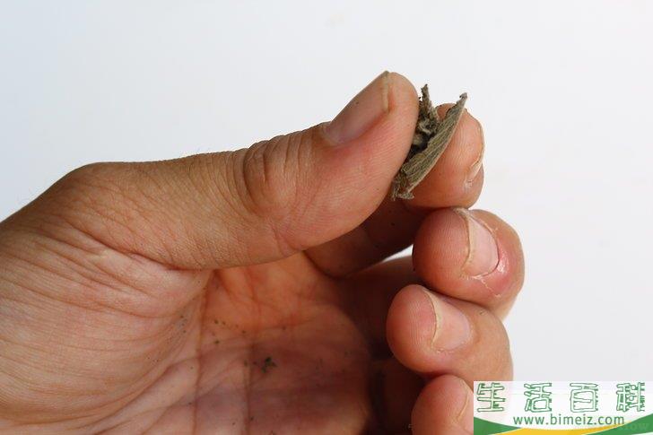 怎么得到干燥的鼠尾草