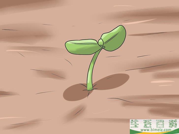 怎么种植向日葵种子