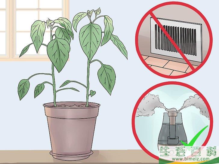 怎么照料植物