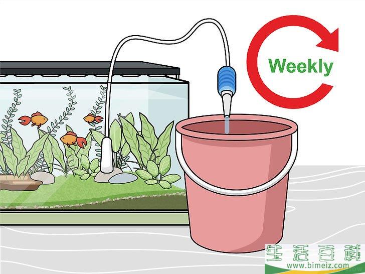 怎么种植淡水水族箱植物