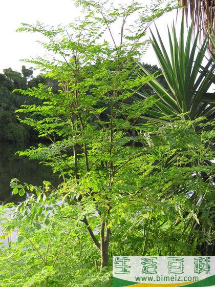 怎么种植辣木树