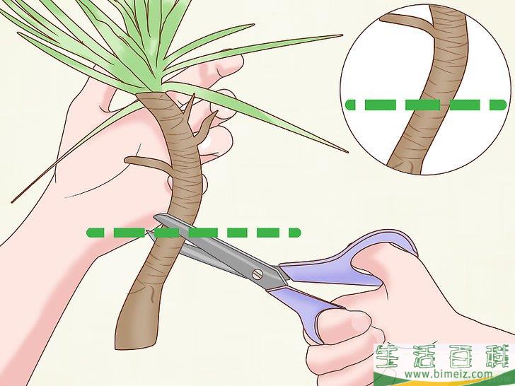怎么养护马达加斯加龙血树