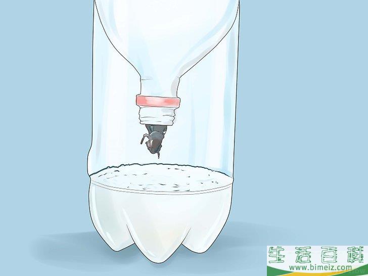 怎么捕捉蟋蟀