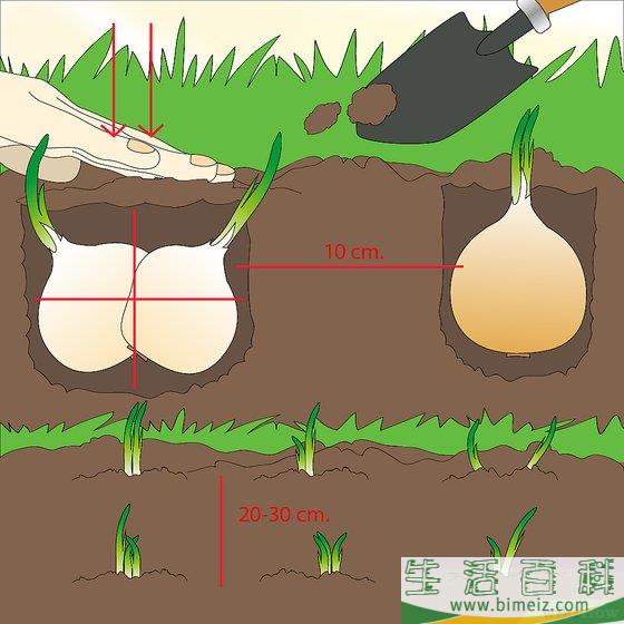 怎么种洋葱