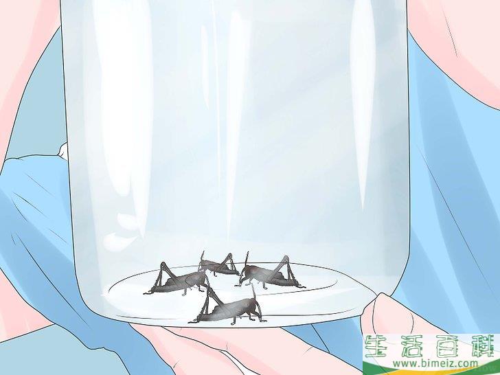 怎么捕捉蟋蟀