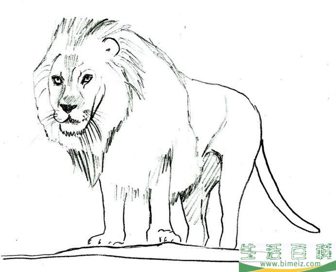 怎么画狮子