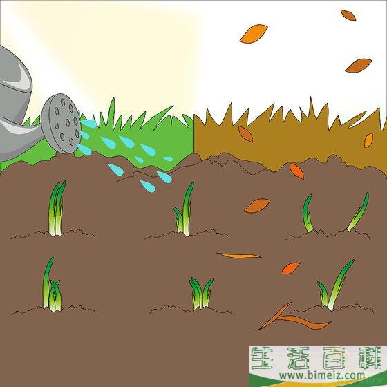 怎么种洋葱