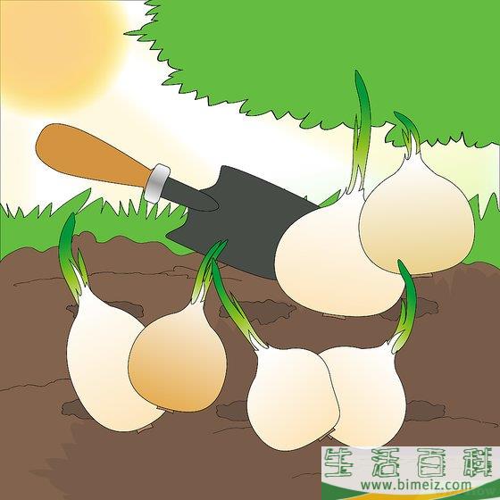 怎么种洋葱