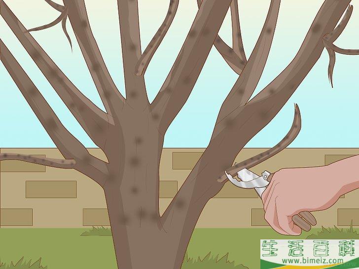 怎么修剪无花果树