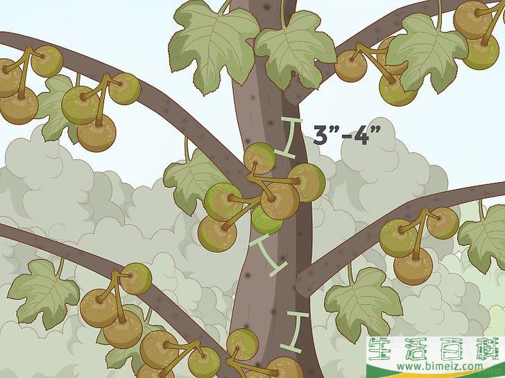 怎么修剪无花果树