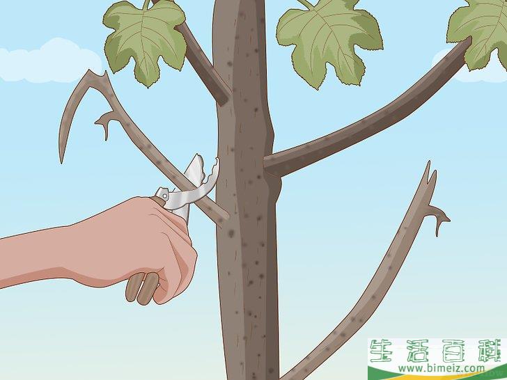 怎么修剪无花果树