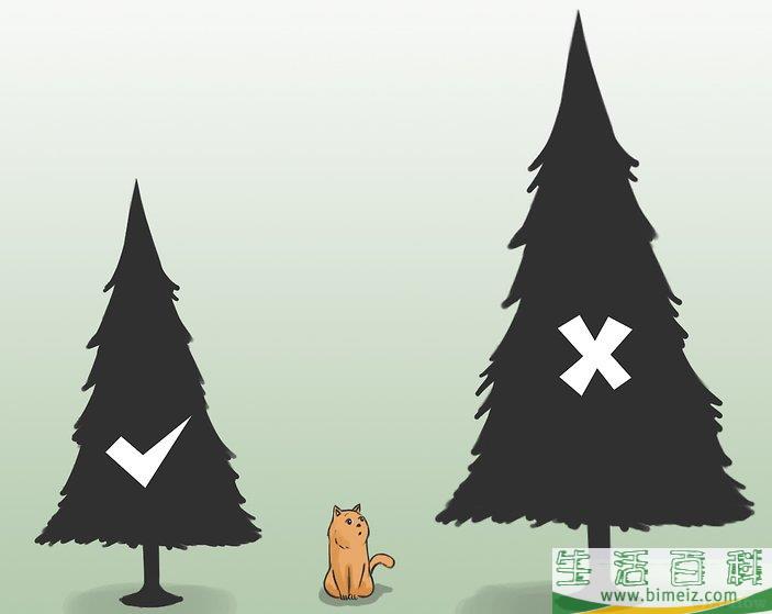 怎么不让你的猫咪接近圣诞树