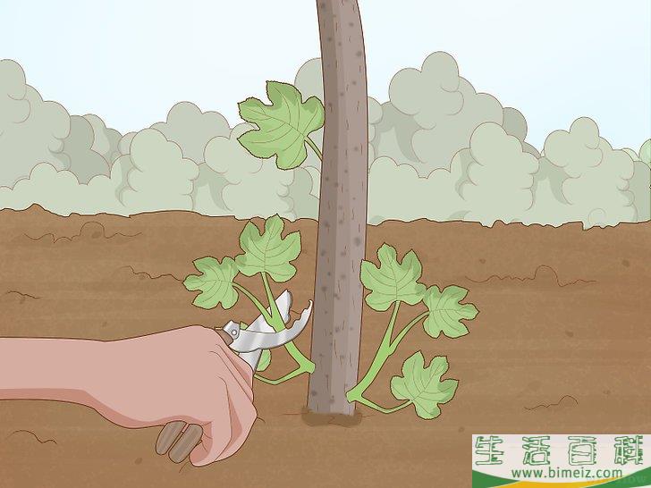 怎么修剪无花果树