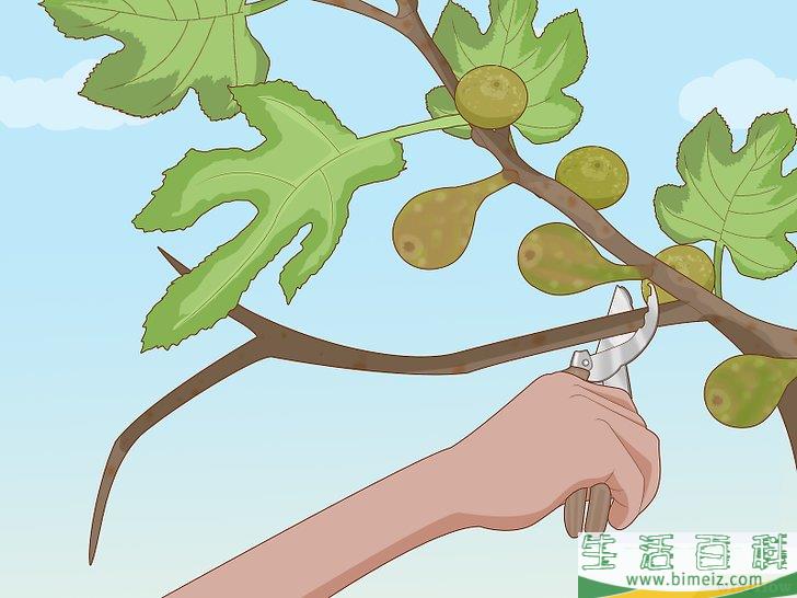 怎么修剪无花果树