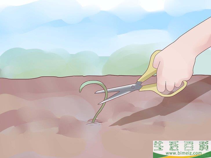 怎么种植大蒜