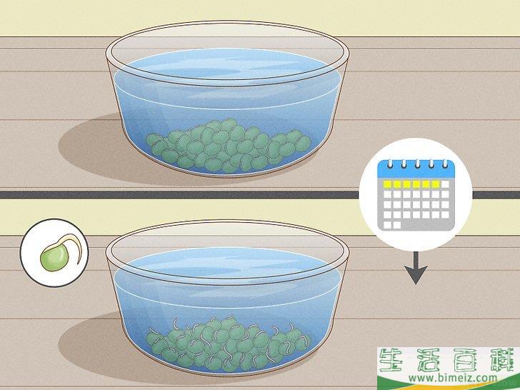 怎么种植幼芽