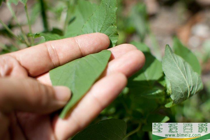 怎么种植土豆