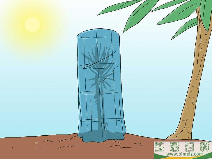 怎么培育松树