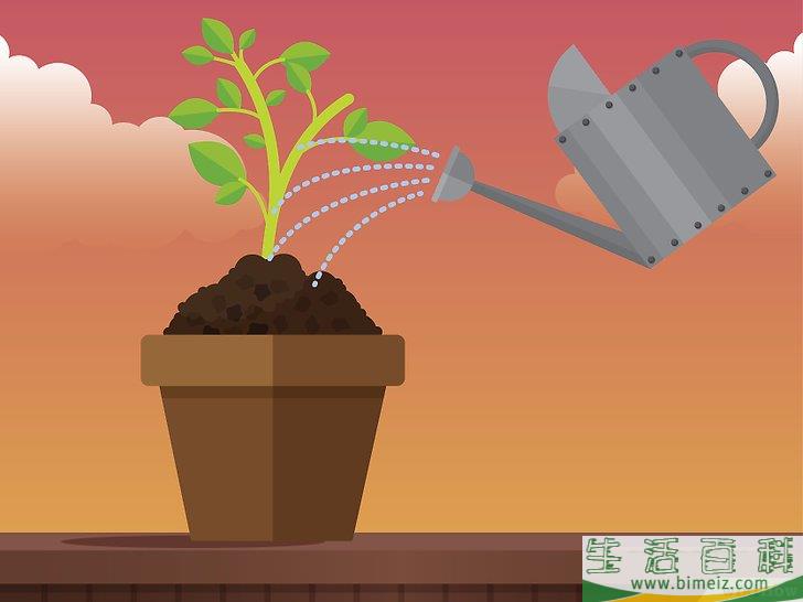 怎么除去室内植物上的霉菌