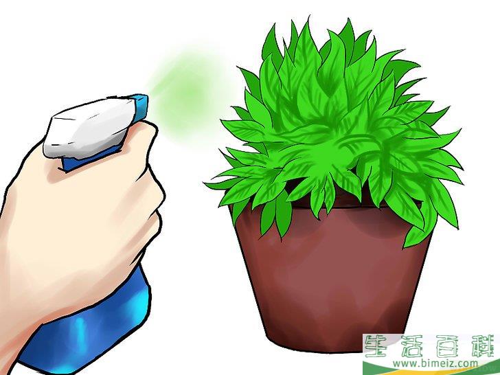 怎么种植薄荷