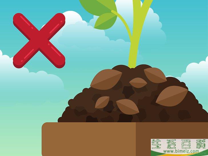 怎么除去室内植物上的霉菌