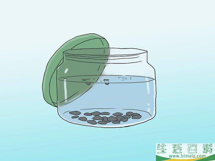 怎么培育松树