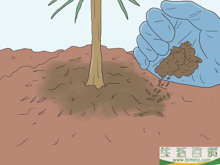 怎么培育松树