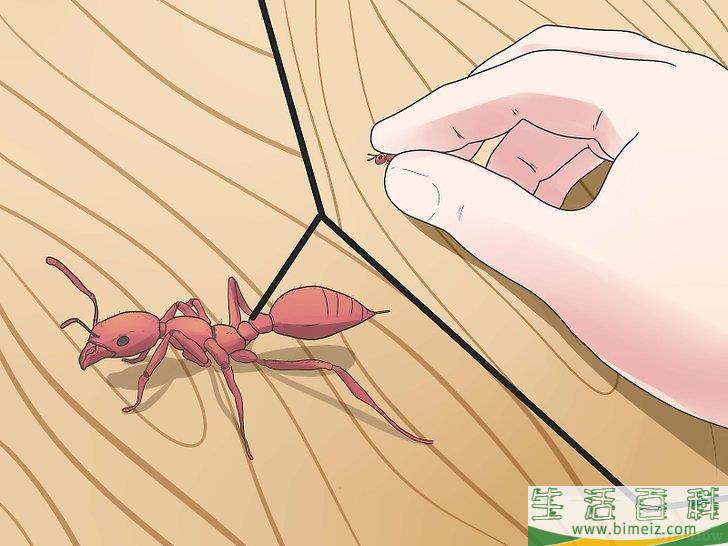 怎么去除蚂蚁