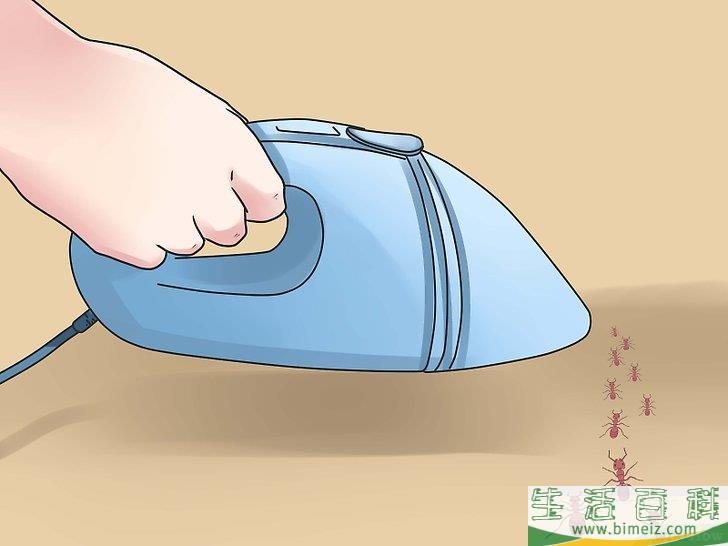 怎么去除蚂蚁