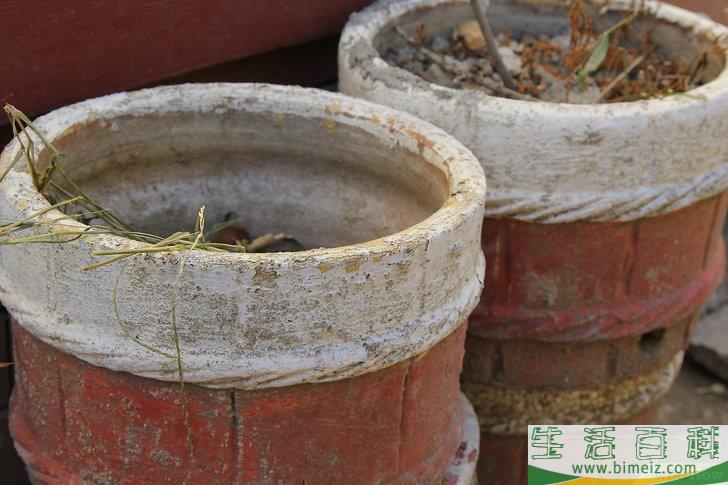 怎么照顾鲜花