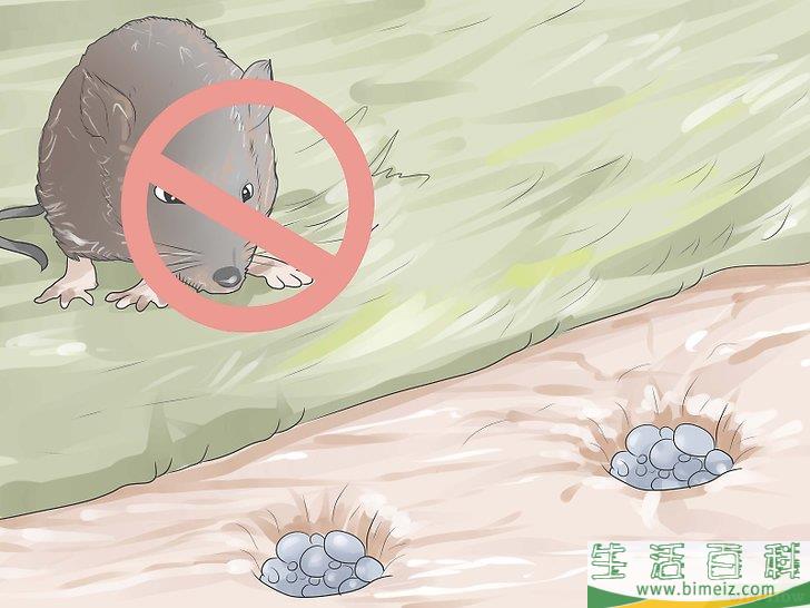 怎么种郁金香