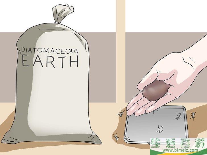 怎么消灭黑蚂蚁