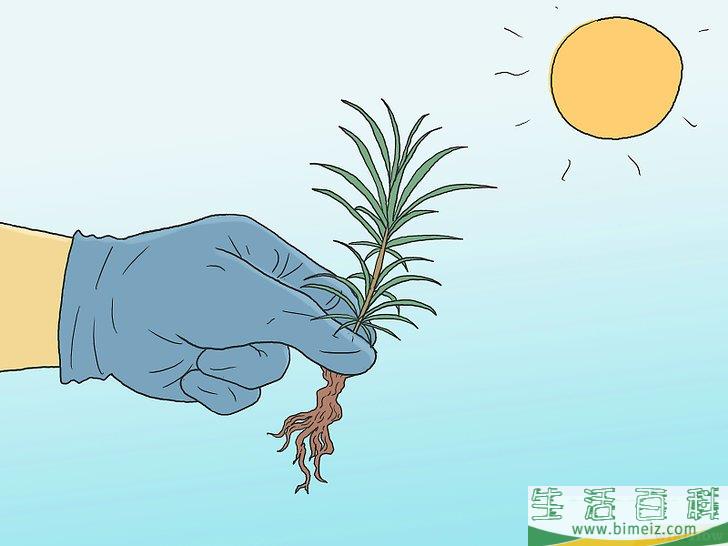 怎么培育松树
