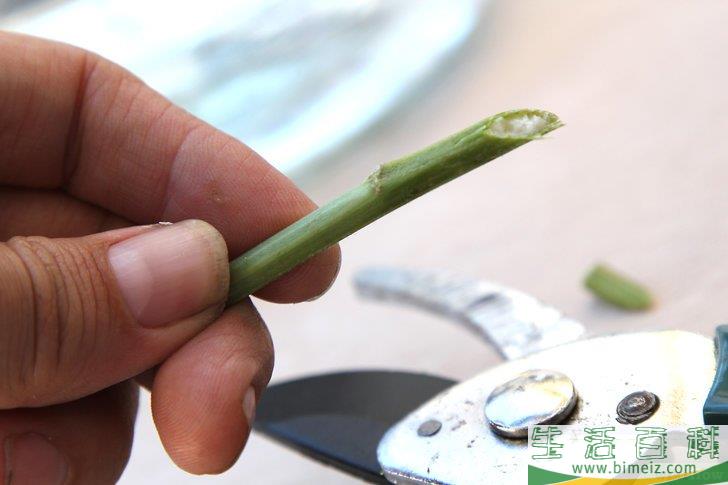 怎么照顾鲜花