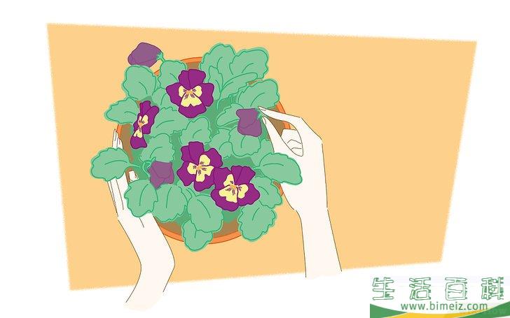怎么种蝴蝶花