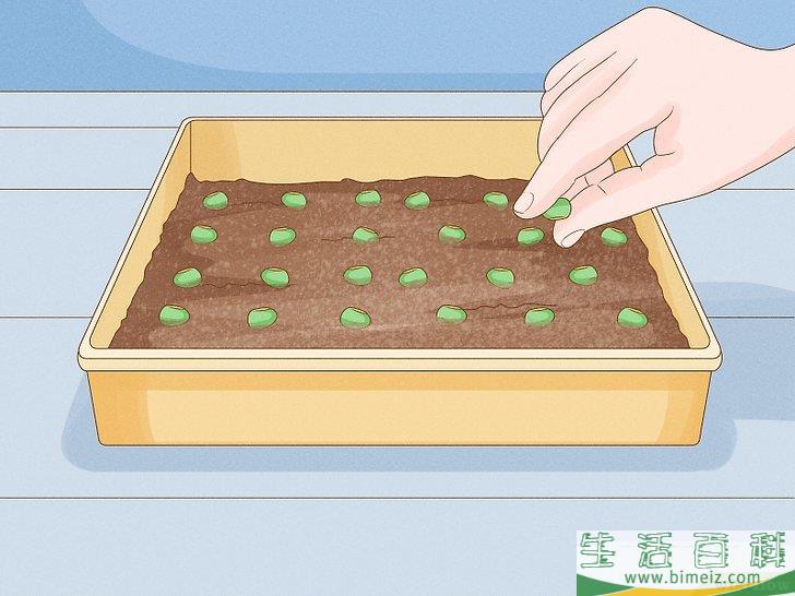 怎么种植幼芽