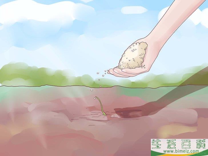 怎么种植大蒜