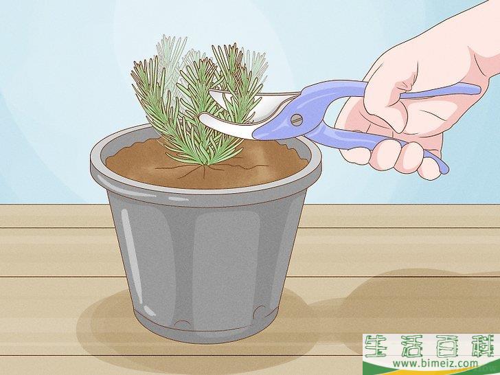 怎么种植薰衣草