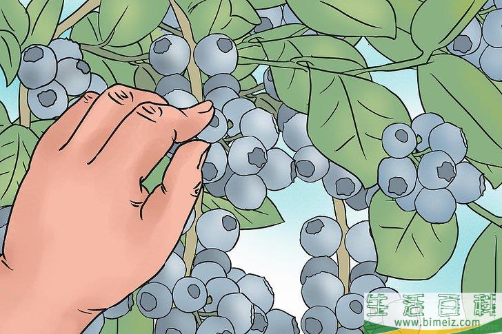 怎么种蓝莓