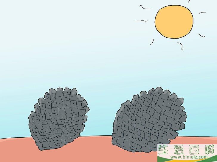 怎么培育松树