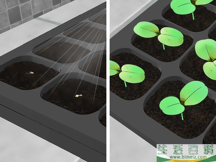 怎么种植葫芦