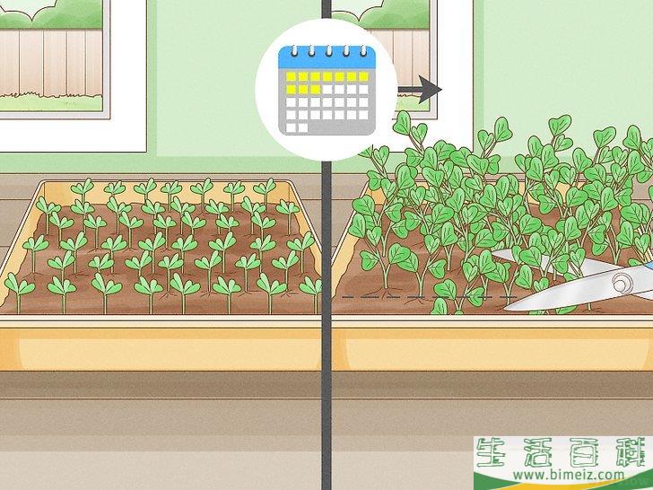 怎么种植幼芽