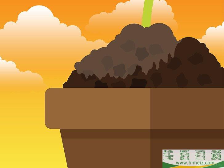 怎么除去室内植物上的霉菌